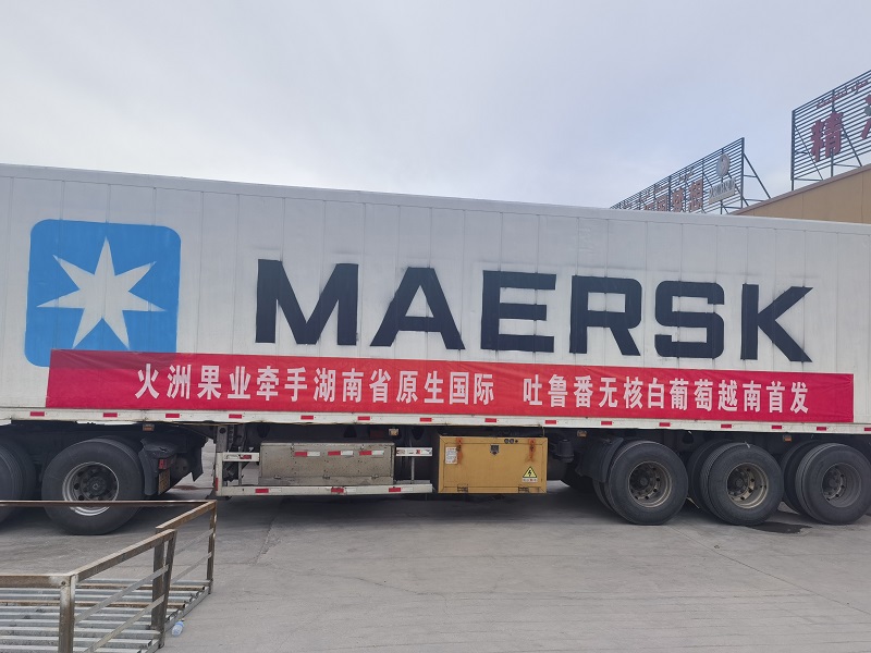 “品牌出海”邁上新臺(tái)階丨湖南糧油集團(tuán) “芙蓉”牌吐魯番無(wú)核白葡萄首發(fā)越南